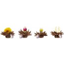 Coffret Bois 12 Fleurs de Thé Noir Teelini, 4 Variétés
