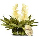 Fleur Teelini 36 Thé Blanc Vrac